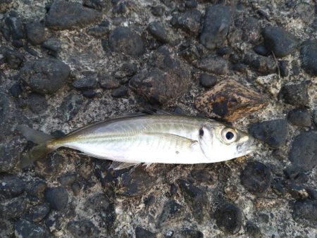 ガシラをあえて狙ってみた